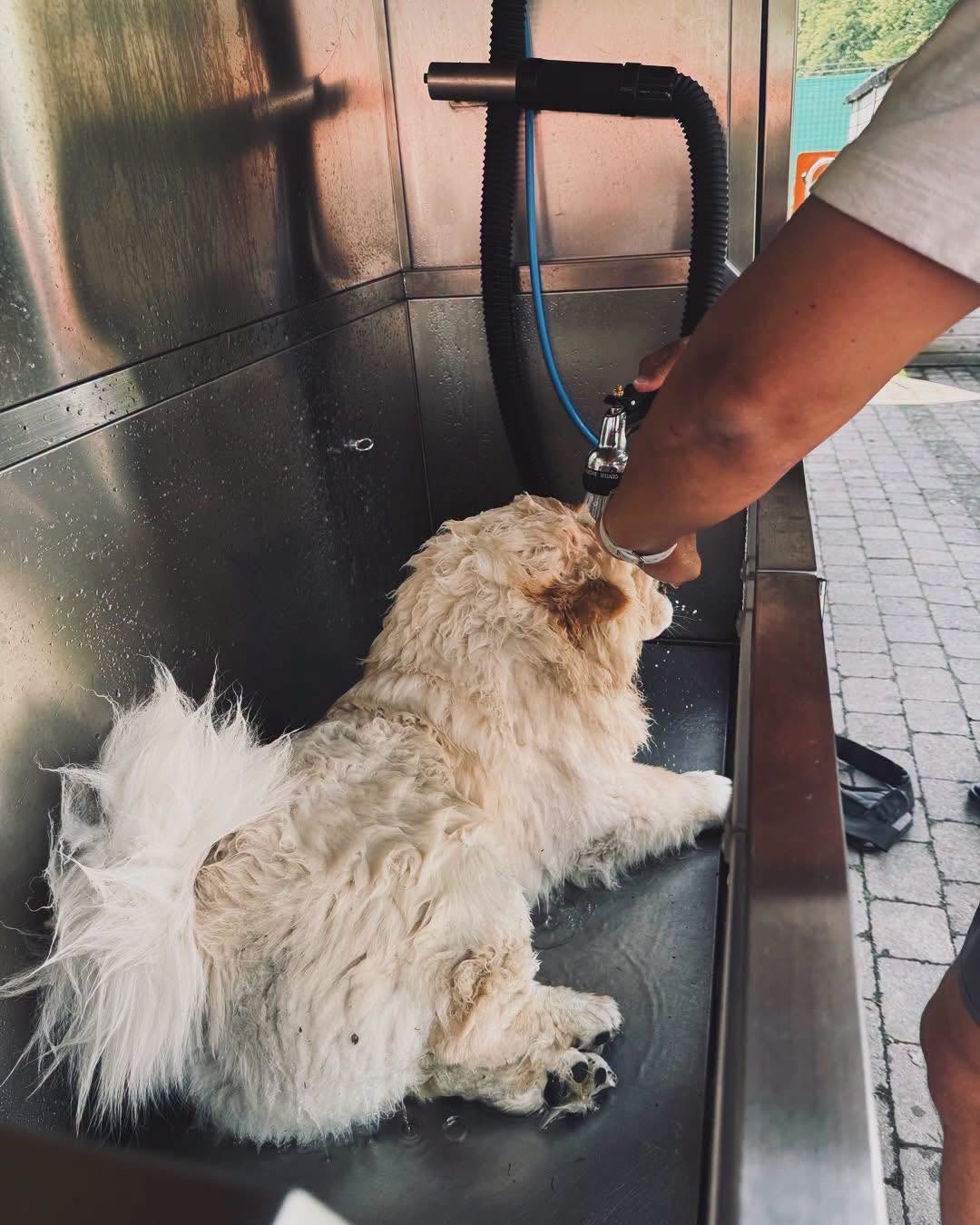 A fluffy white dog being rinsed with warm water in the Lucky Mutt self-service dog wash
